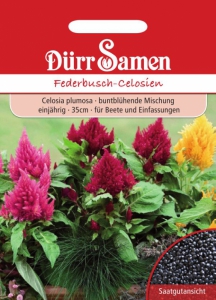 Celosia plumosa Federbusch-Celosien Mix