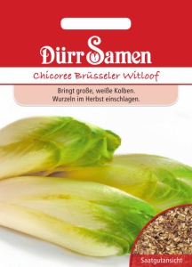 Chicoree Brsseler Witloof