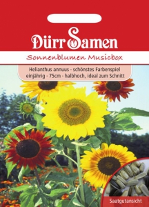 Helianthus annuus Sonnenblumen Musicbox