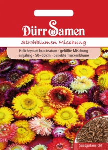 Helichrysum bracteatum Strohblume Mix