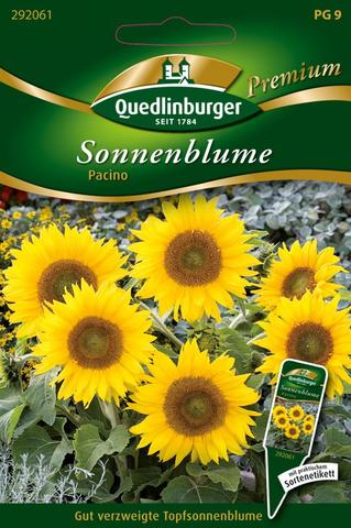 Sonnenblumen Pacino  Quedlinburger Saatgut