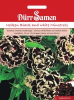 Dianthus Nelken Black & White