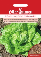 Winterkopfsalat Maiwunder