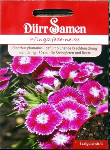 Dianthus plumarius Pfingstfedernelke