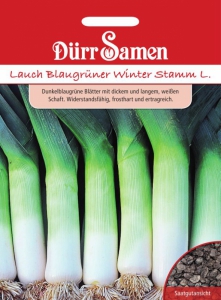 Porree Blaugrner Winter Stamm L.