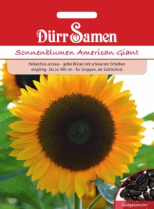 Sonnenblume American Giant