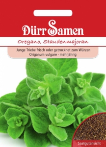 Staudenmajoran Origanum vulgaris