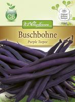 Chrestensen Buschbohne Purple Teepee Gluckentyp Saatgut