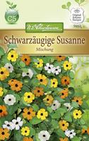 Chrestensen Schwarzäugige Susanne Mischung Kletterpflanze...