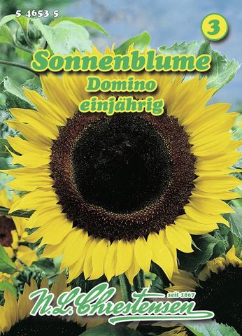 Sonnenblume Domino einjhrig gelb , zum Schnitt geeignet Helianthus annuus
